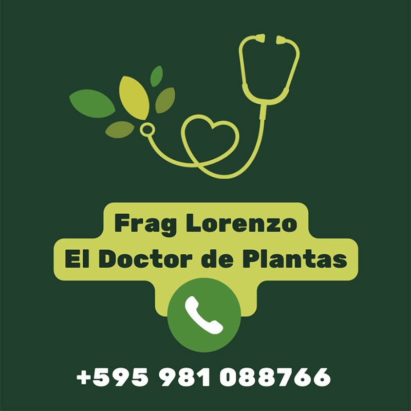 Logo für den Pflanzendoktor Lorenzo, zu sehen ist ein Stetoskop, aus dem am anderen Ende Blätter wachsen, Logotipo del médico de plantas Lorenzo, que muestra un estetoscopio con hojas que salen del otro extremo.